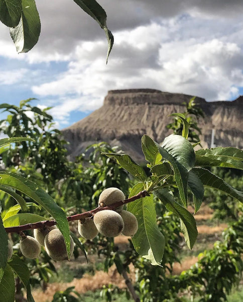 2019 Peach Harvest Update